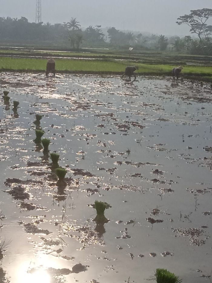 PETANI PADI DESA KARANGSARI, MULAI TANAM BENIH PADI PADA MUSIM INI. 01