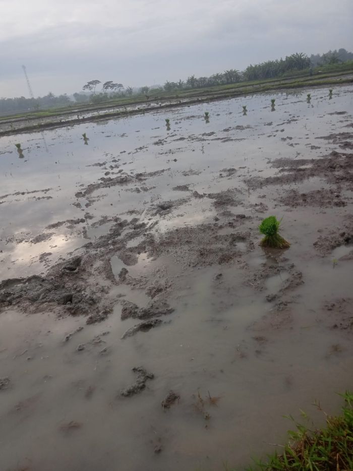 PETANI PADI DESA KARANGSARI, MULAI TANAM BENIH PADI PADA MUSIM INI. 02