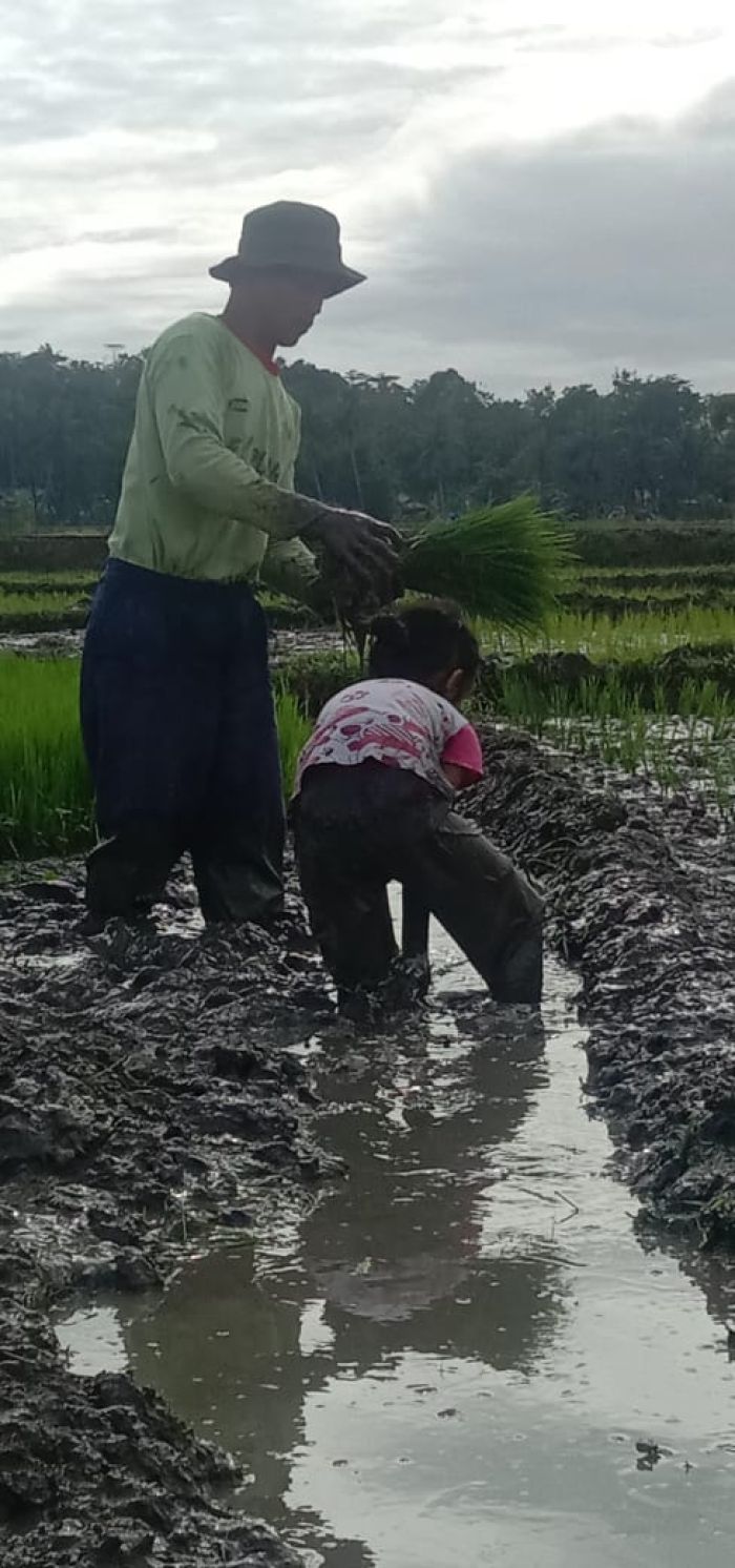 PETANI PADI DESA KARANGSARI, MULAI TANAM BENIH PADI PADA MUSIM INI.