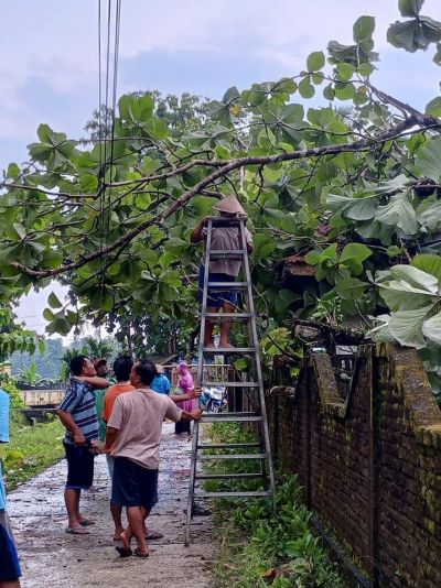 CURAH HUJAN LEBAT BERCAMPUR ANGIN, MENGAKIBATKAN TUMBANGNYA POHON DIWILAYAH DESA KARANGSARI!